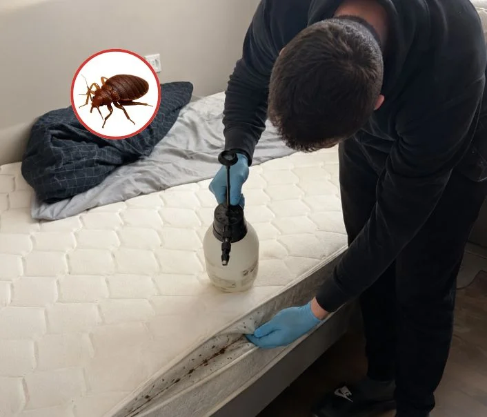 Technicien traitant un matelas contre les punaises de lit à Pécy